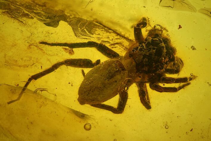 Detailed Fossil Jumping Spider (Araneae) In Baltic Amber - Rare! #150751